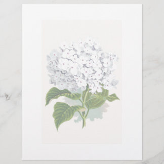 Página Botánica Vintage - Hidrangea Blanca
