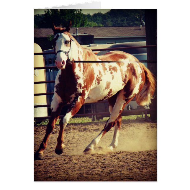 Paint Horse (Frente)