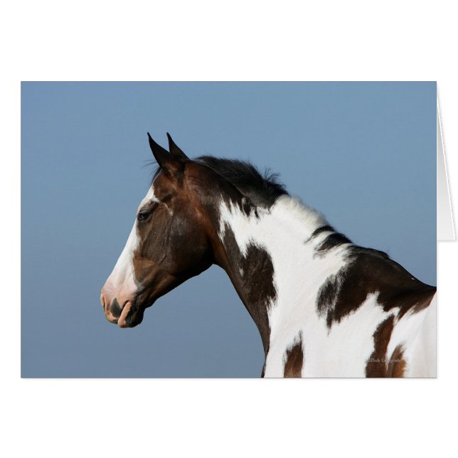 Paint Horse Headshot 1 (Anverso (Horizontal))