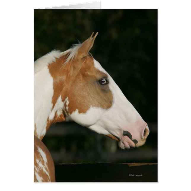 Paint Horse Headshot 2 (Frente)