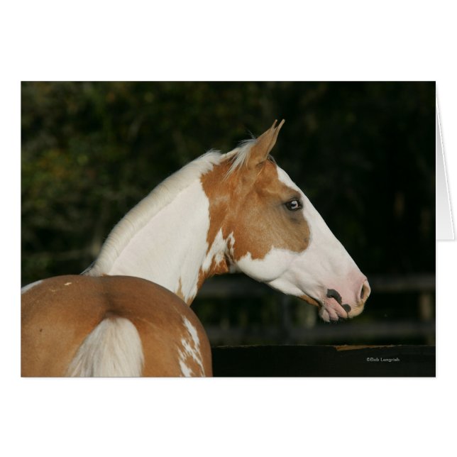 Paint Horse Headshot 2 (Anverso (Horizontal))