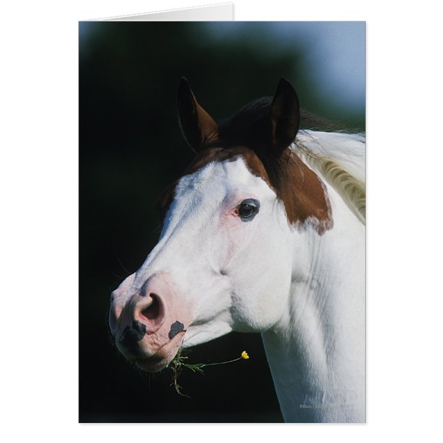 Paint Horse Headshot 3 (Frente)