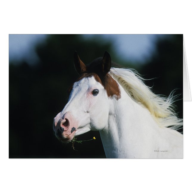 Paint Horse Headshot 3 (Anverso (Horizontal))