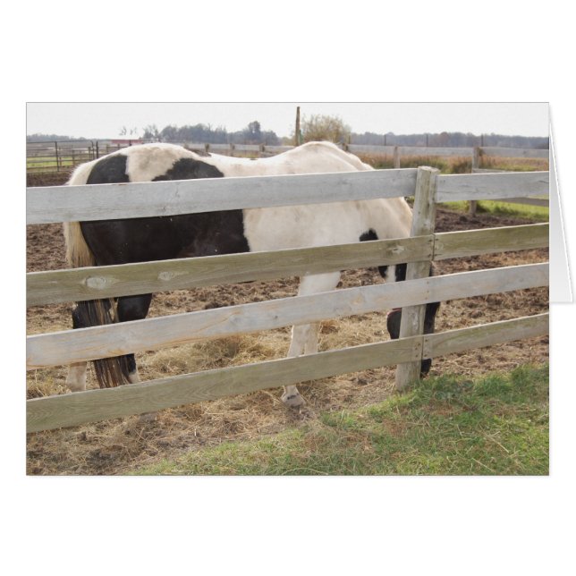 Paint Horse/Pinto (Anverso (Horizontal))