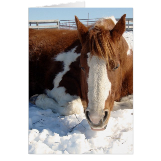 Paint Horse Snowy Sunny Snooze (Frente)