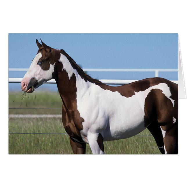 Paint Horse Standing (Anverso (Horizontal))