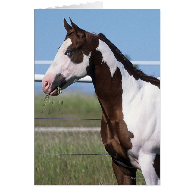 Paint Horse Standing (Frente)