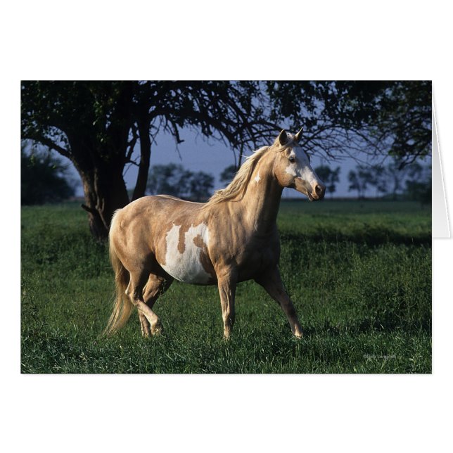 Paint Horse Standing 2 (Anverso (Horizontal))