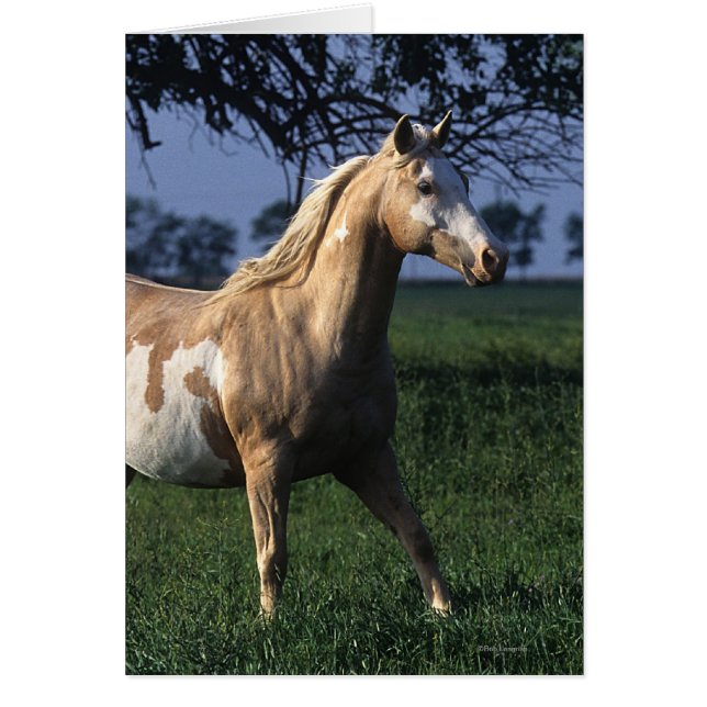 Paint Horse Standing 2 (Frente)