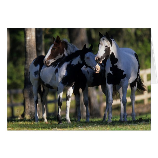 Paint Horses (Anverso (Horizontal))