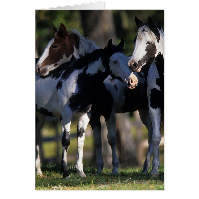 Paint Horses (Frente)