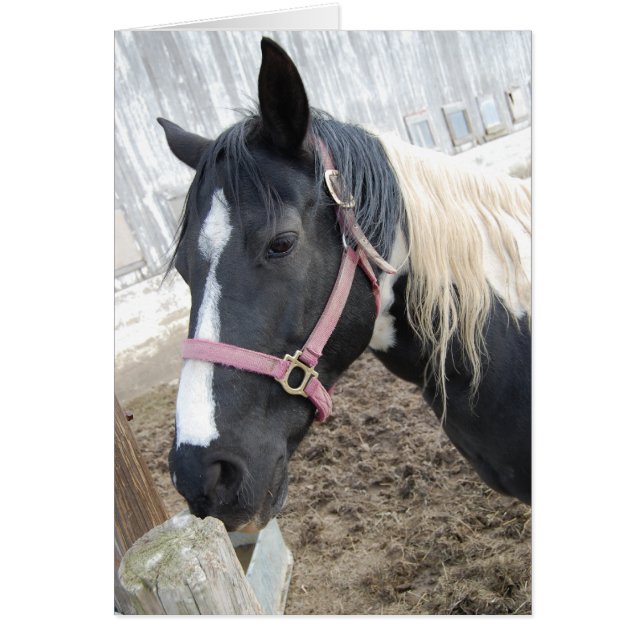 Paint Pinto Horse (Frente)