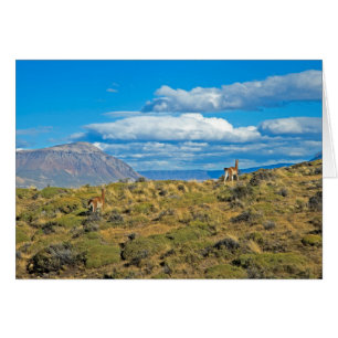 País del Guanaco, Patagonia