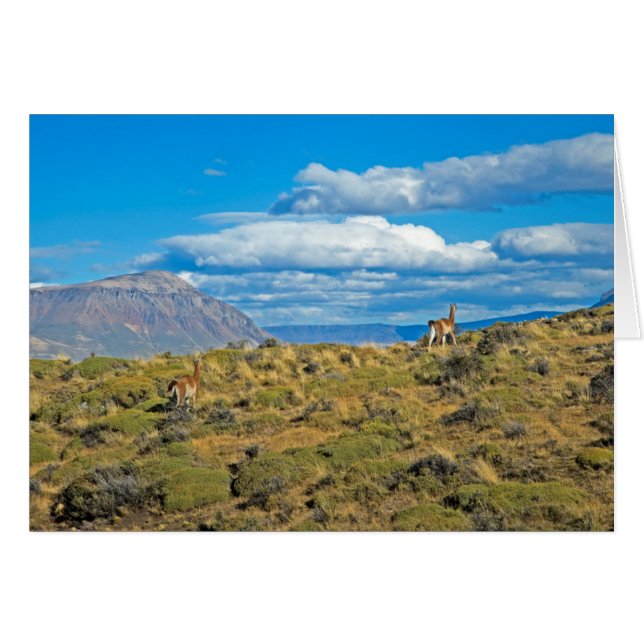 País Guanaco, Patagonia (Anverso (Horizontal))