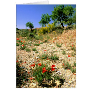 Paisaje andaluz con amapolas.