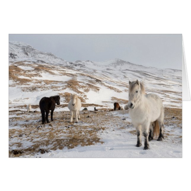 Paisaje con caballos islandeses (Anverso (Horizontal))