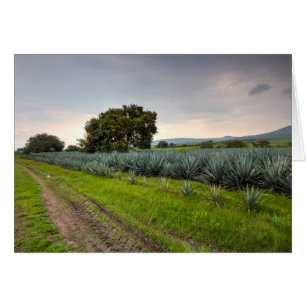 Paisaje De Agave Azul