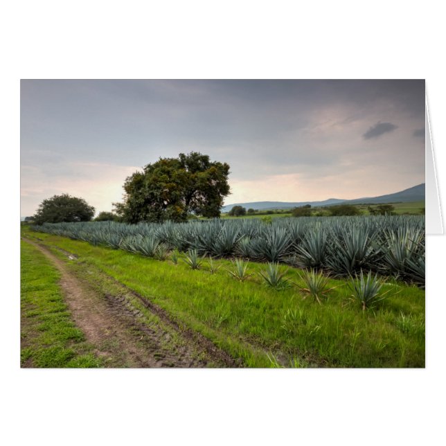 Paisaje De Agave Azul (Anverso (Horizontal))