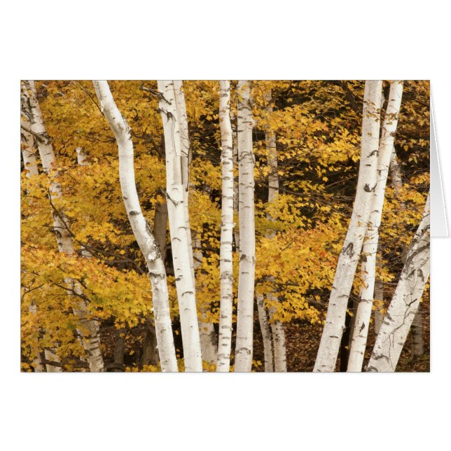 paisaje de otoño, Vermont, EE. UU. (Anverso (Horizontal))