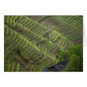 Paisaje de terrazas de arroz en la montaña,