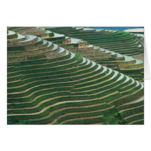 Paisaje de terrazas de arroz en la montaña, 3