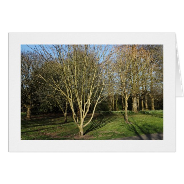 Paisaje del parque en primavera temprana (bordeado (Anverso (Horizontal))