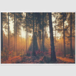 Paisaje Forestal 18 Papel de tejidos de descomposi