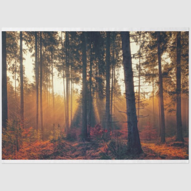 Paisaje Forestal 18 Papel de tejidos de descomposi (Anverso)