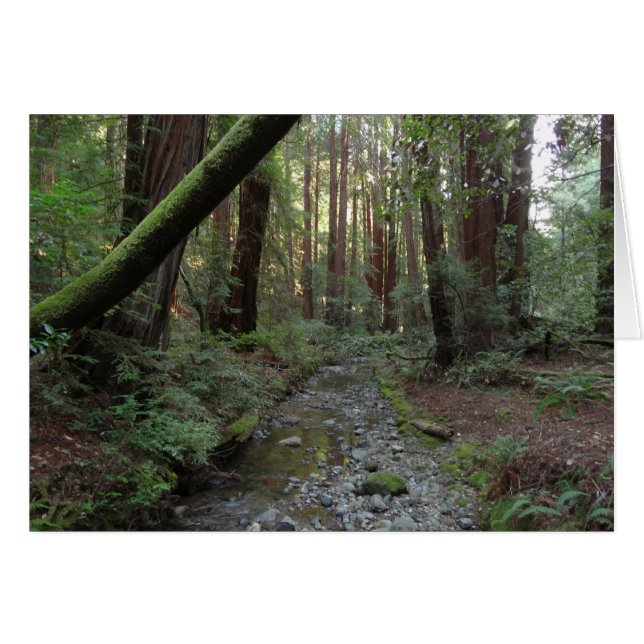 Paisaje forestal de Muir Woods Stream (Anverso (Horizontal))