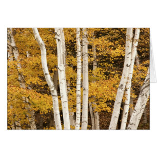 Paisaje otoñal, Vermont, Estados Unidos