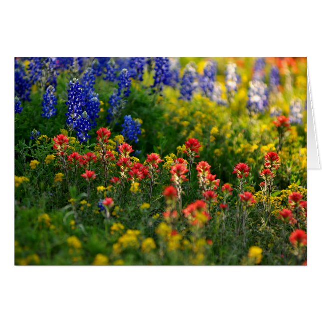 Paisajes del Bluebonnet (Anverso (Horizontal))