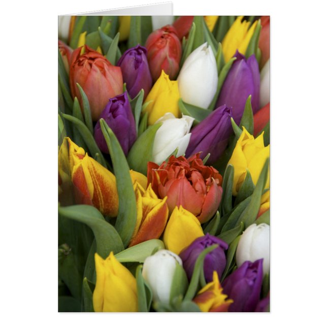 Países Bajos, Holanda del Sur, Amsterdam (Frente)