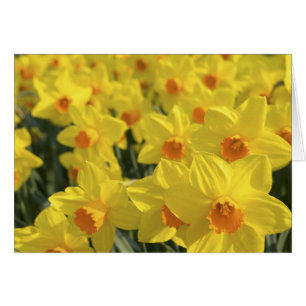 Países Bajos, Holanda, Lisse, Jardines Keukenhof,