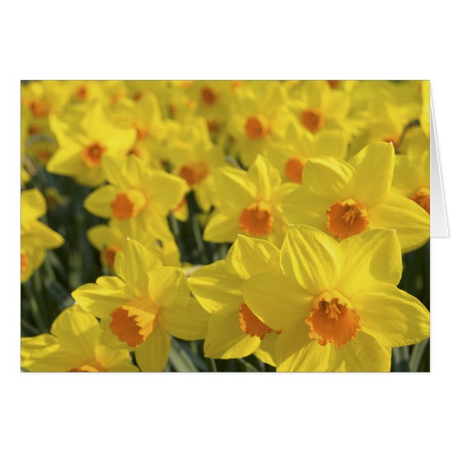 Países Bajos, Holanda, Lisse, Keukenhof Gardens, (Anverso (Horizontal))