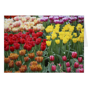 Países Bajos, Jardines Keukenhoff, tulipanes.