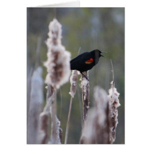 Pajarita de alas rojas (Agelaius phoeniceus)