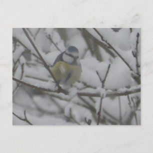 Pajarito Colorido en Tarjeta Postal DIY de Nieve