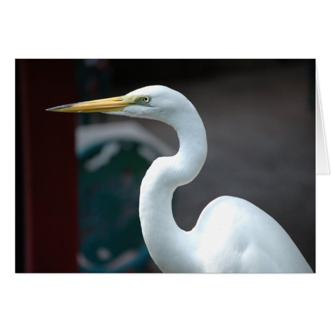 Pájaro (Anverso (Horizontal))