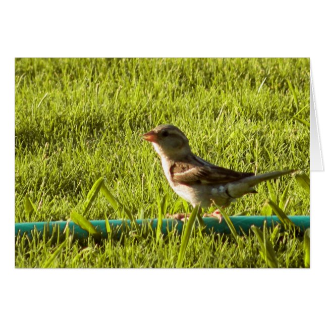 Pájaro (Anverso (Horizontal))