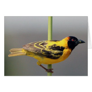 Pájaro amarillo