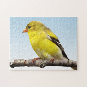 Pájaro amarillo del Goldfinch en rompecabezas azu