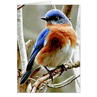 Pájaro azul