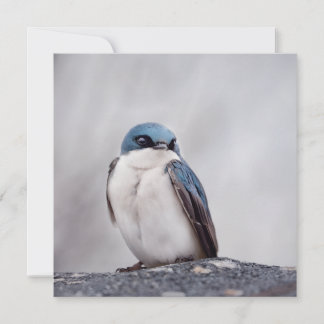Pájaro Azul
