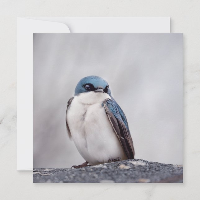Pájaro Azul (Anverso)