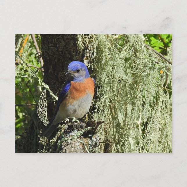 Pájaro azul occidental, vida silvestre, postal (Anverso)