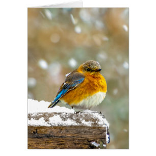 Pájaro azul oriental en nieve - Fotografía origina