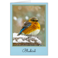 Pájaro azul oriental en nieve - Fotografía origina