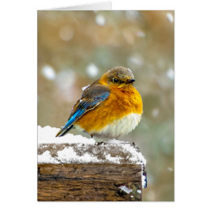 Pájaro azul oriental en nieve - Fotografía origina
