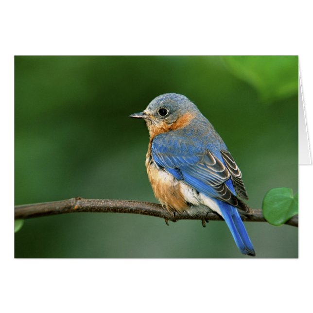 Pájaro azul oriental femenino, Sialia sialis (Anverso (Horizontal))
