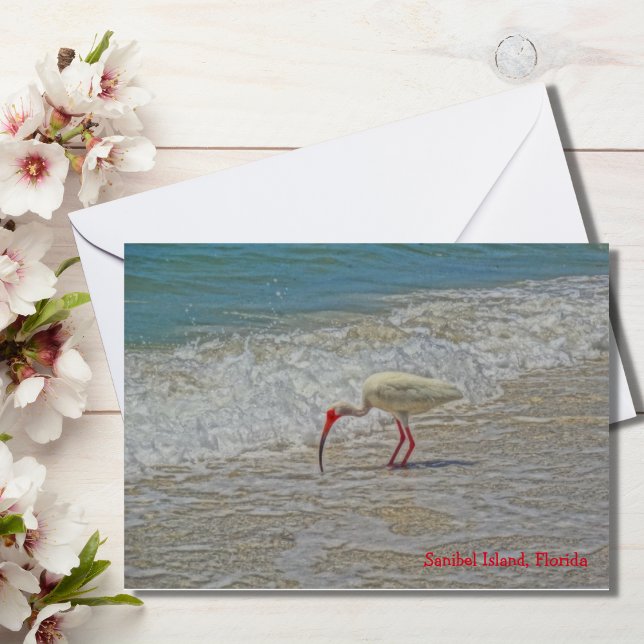 Pájaro blanco Ibis Wading en la isla de Sanibel, F (Subido por el creador)